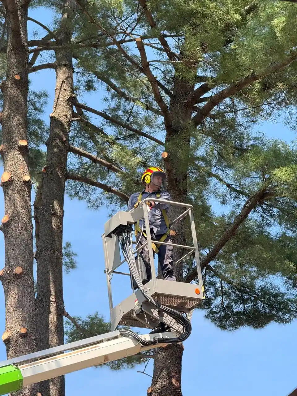 Professional arborist in an aerial lift basket wearing safety gear while assessing and pruning a large hazardous pine tree during an emergency call.