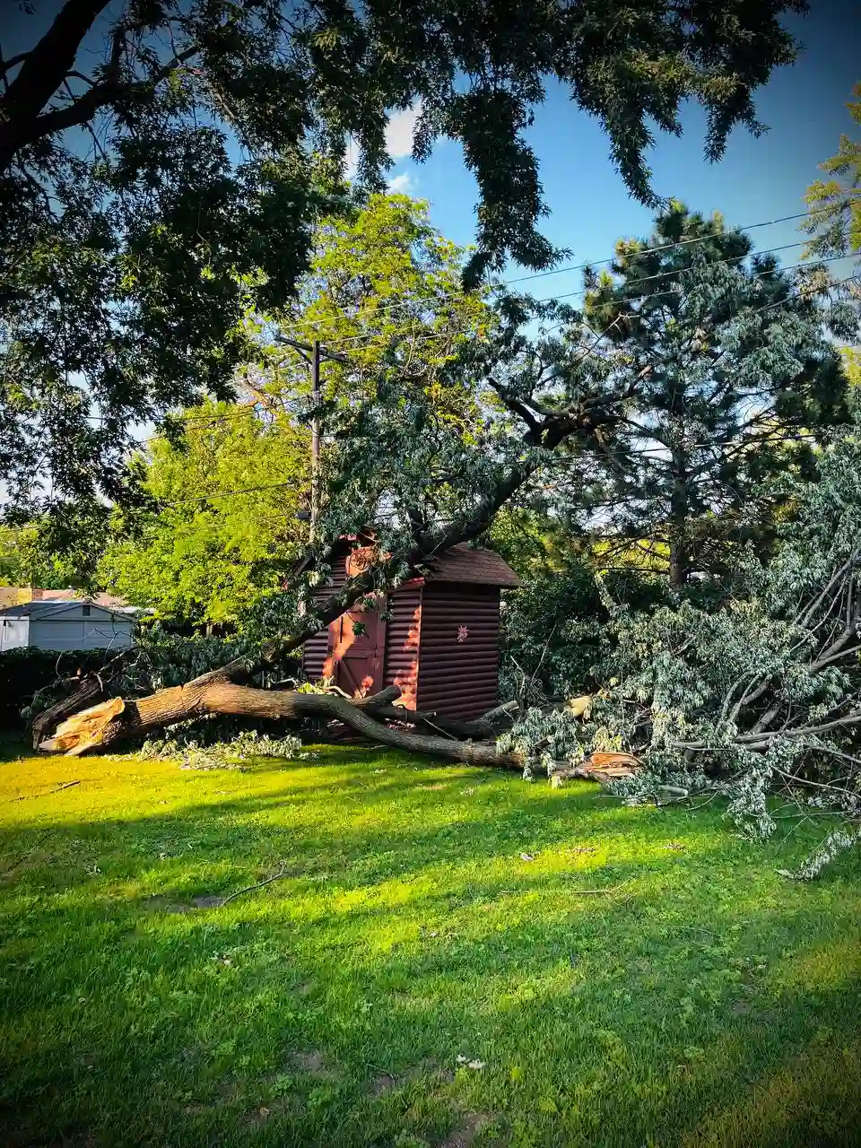Professional emergency tree cutting service in the Twin Cities