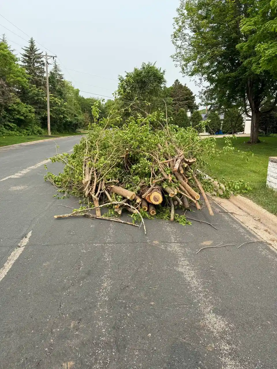 Log hauling after professional tree removal