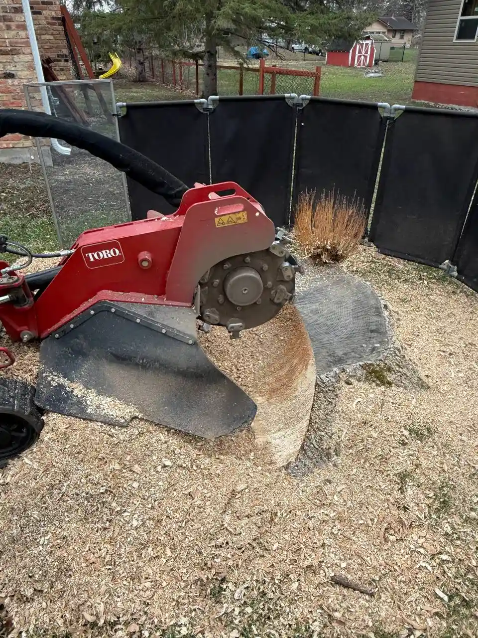 Close up of tracked stump grinder wheel actively pulverizing a large tree stump