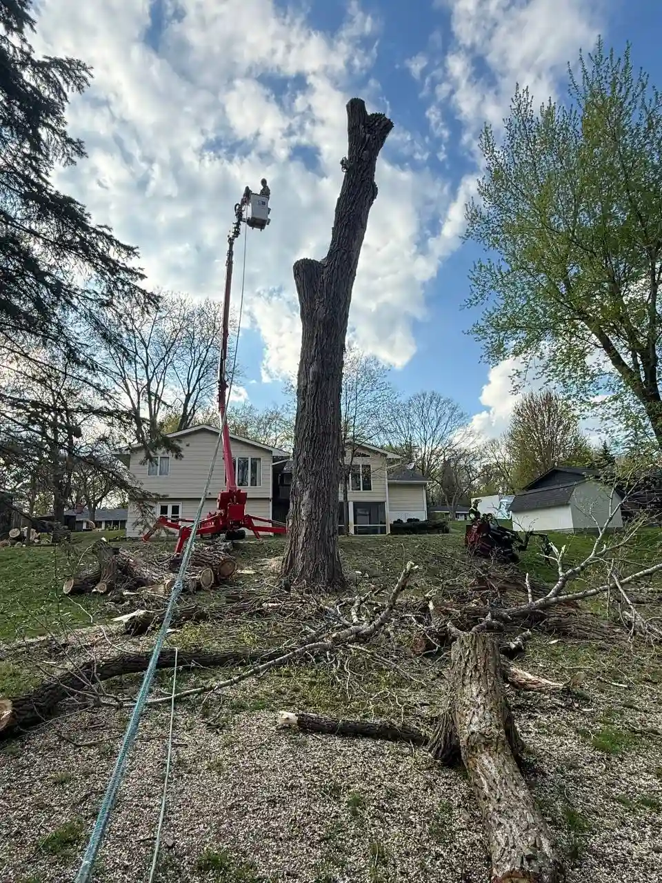 Professional crew lowering massive trunk sections with controlled rigging before stump removal