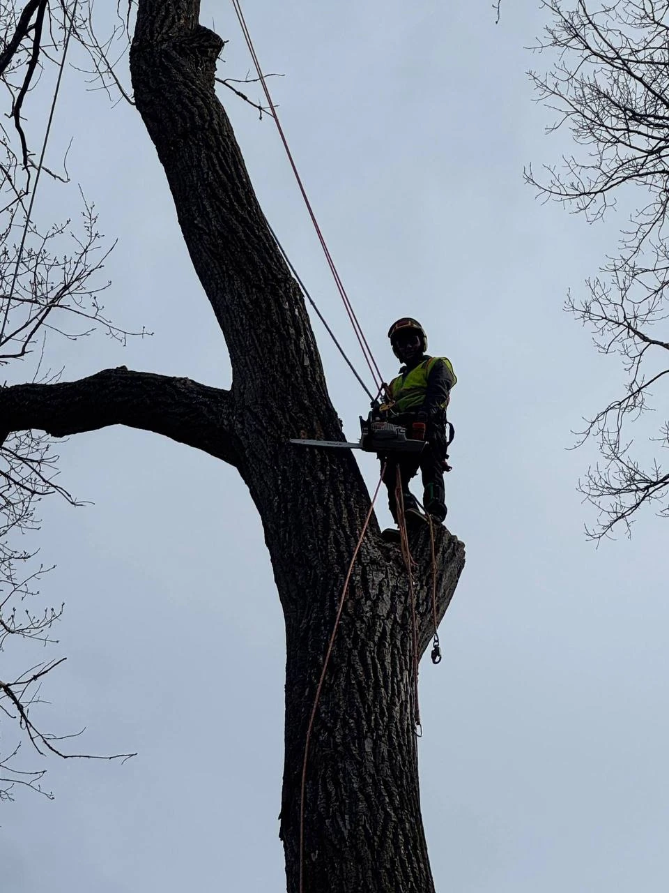 Arborist climbing and cutting tree for removal in Minneapolis MN