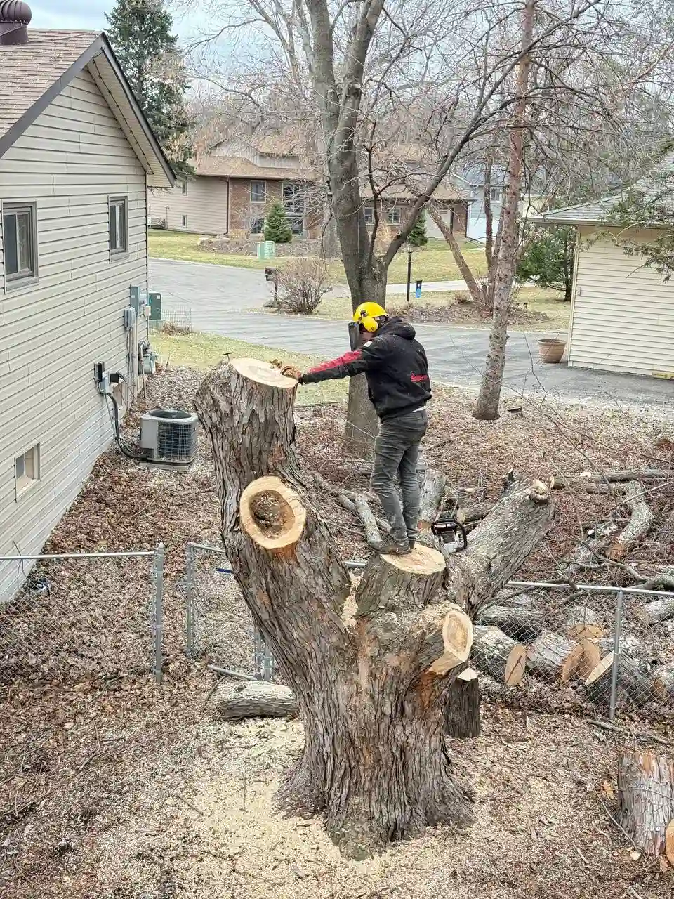 Arborist in safety harness at height during tree removal in MN