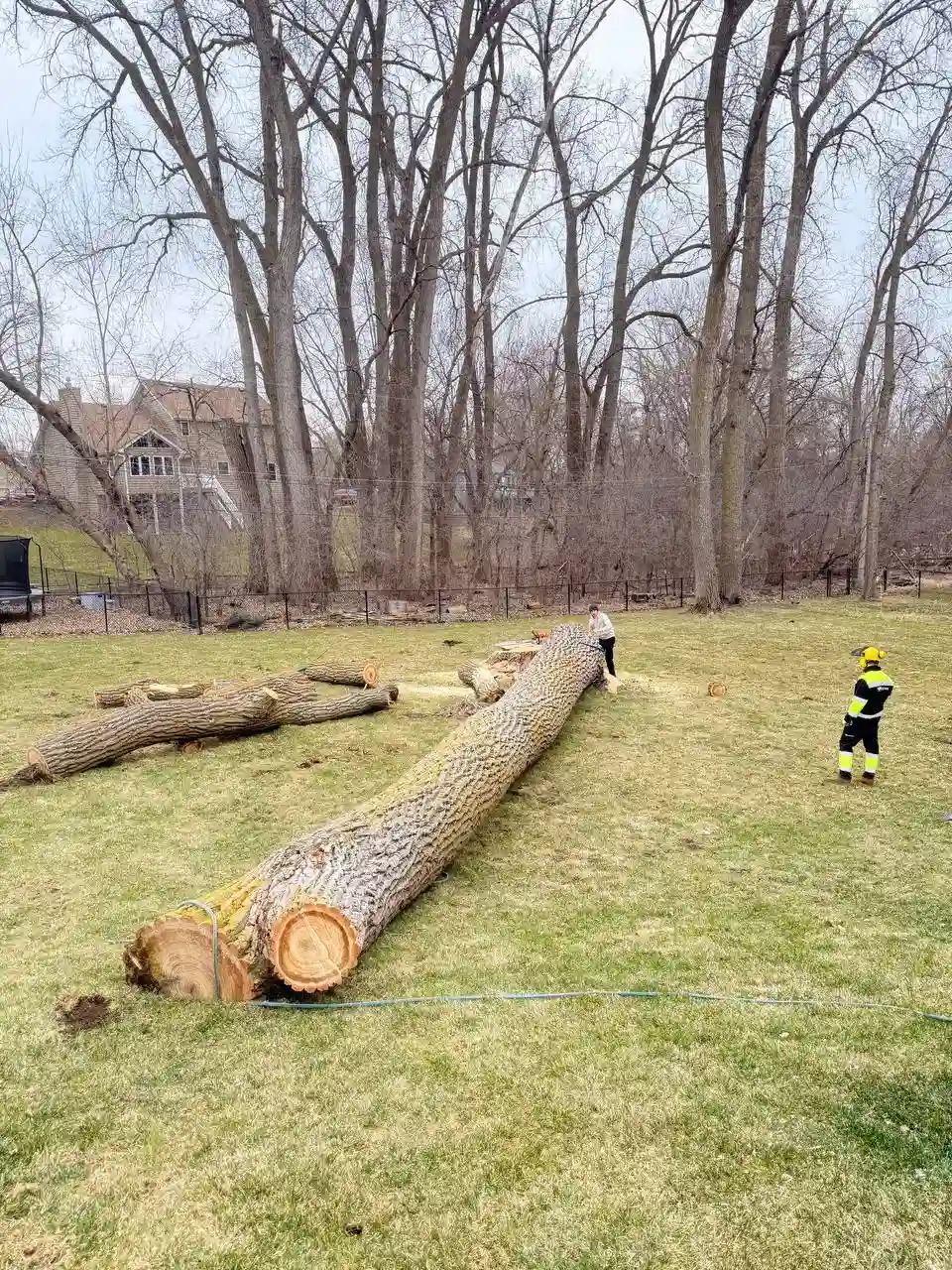 Felled tree trunk on residential lawn — tree removal in Twin Cities MN