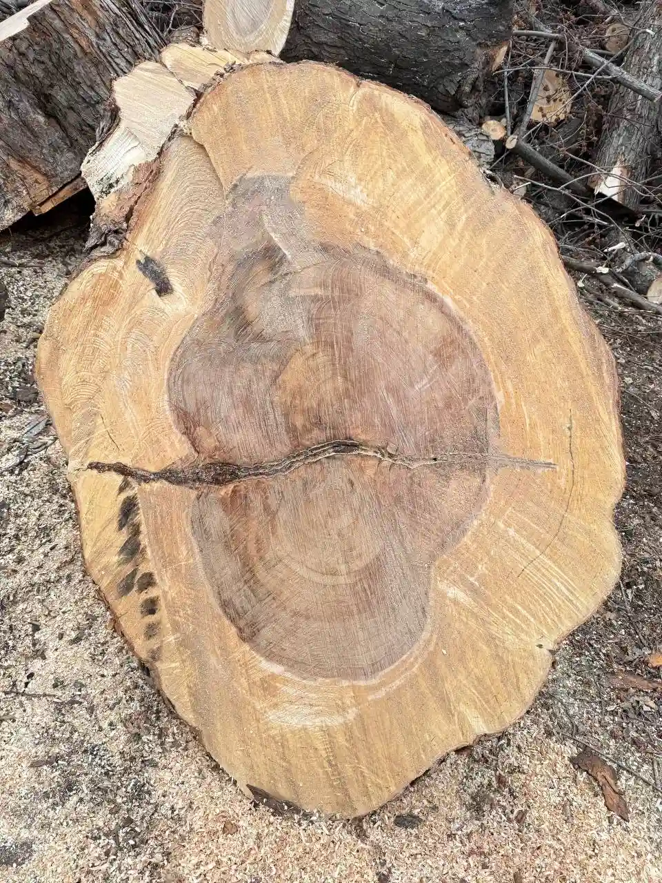 Large tree trunk cross section showing annual rings — Twin Cities