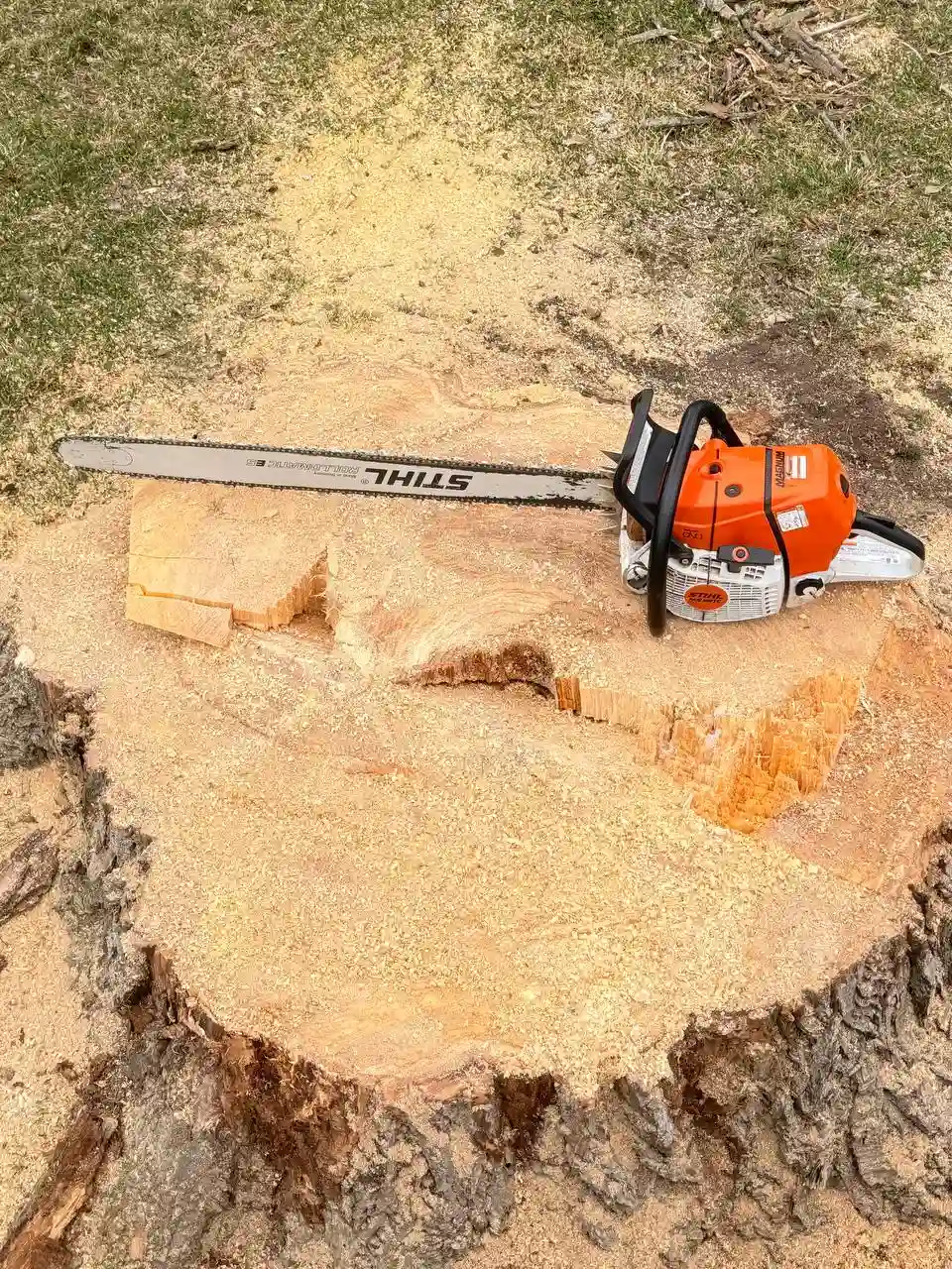 Stihl chainsaw on fresh-cut stump with sawdust — emergency tree removal in MN