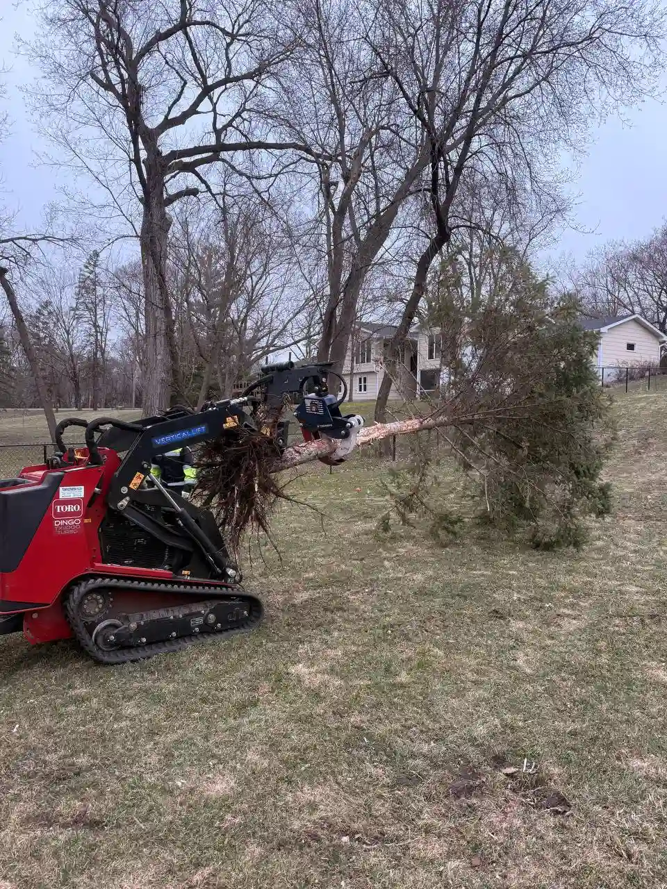 Toro Dingo compact loader moving evergreen tree with root ball